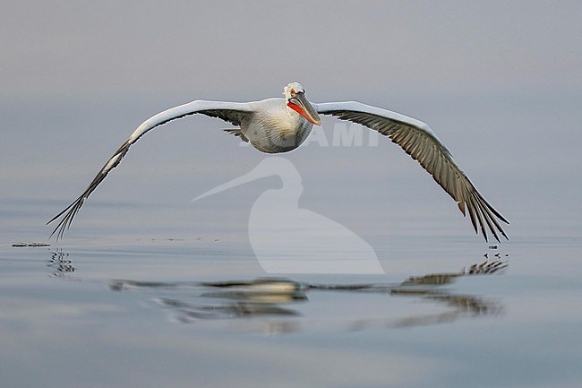 Dalmatian Pelican (Pelecanus crispus) flying over water of lake Kerkini in Greece. stock-image by Agami/Marcel Burkhardt,