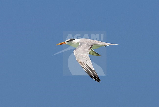 Lesser Crested Tern (Sterna bengalensis) in flight stock-image by Agami/Laurens Steijn,