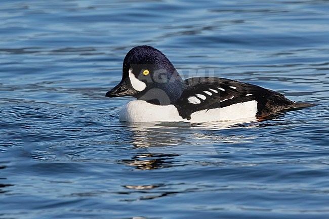 A beautiful drake Barrow's Goldeneye swims close to the shore at Stanley Park, Vancouver, British Colombia, Canada. Its distinctive blue head and teardrop shape patch are clearly visible. stock-image by Agami/Jacob Garvelink,