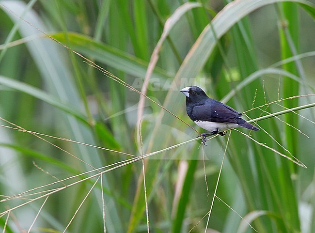 Male Black-and-white Mannikin (Spermestes bicolor) in Sierra Leone. stock-image by Agami/David Monticelli,