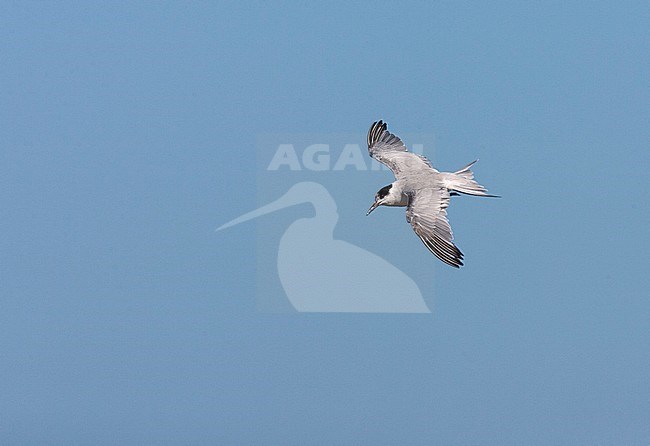 Wintering Common Tern (Sterna hirundo) in South Africa. Worn individual, seen from above. stock-image by Agami/Marc Guyt,