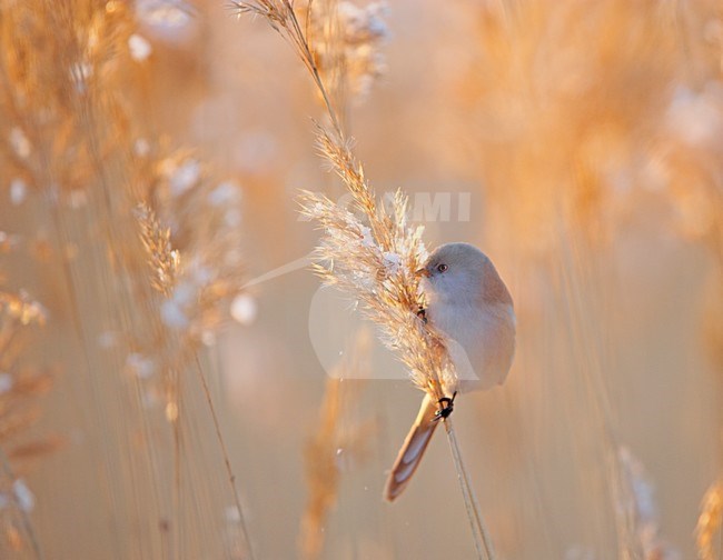 Baardman foeragerend in rietveld; Bearded Reedling foraging in reedbed stock-image by Agami/Markus Varesvuo,