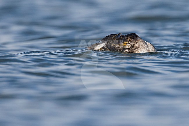 Red-necked Grebe - Rothalstaucher - Podiceps grisegena ssp. grisegena, Germany, 1st W stock-image by Agami/Ralph Martin,