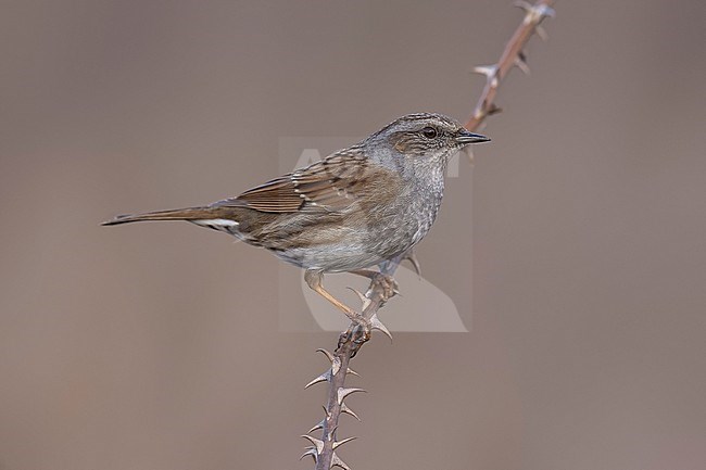 Adult probably male Common Dunnock (Prunella modularis modularis) perched on a branch in Florence, Tuscany, Italy. stock-image by Agami/Vincent Legrand,