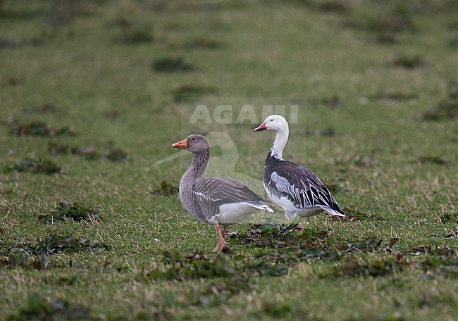 Blue phase Snow Goose (Anser caerulescens), on Evie on the Orkney islands. A rare vagrant to Europe. stock-image by Agami/Hugh Harrop,