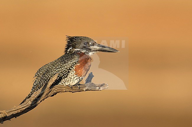 Reuzen Ijsvogel man op tak; Giant Kingfisher male on branch; stock-image by Agami/Walter Soestbergen,