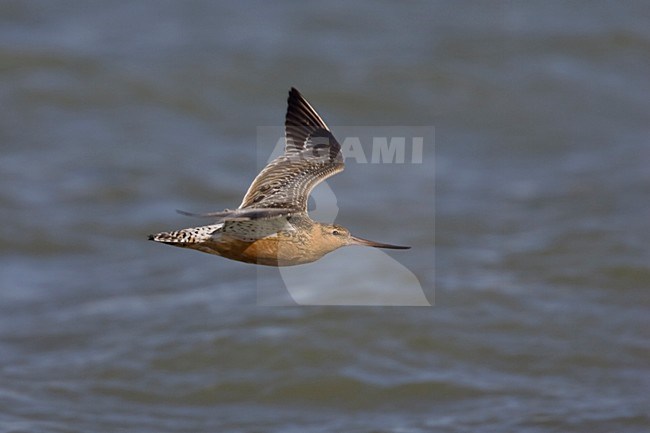 Vliegende man Rosse Grutto; Flying male Bar-tailed Godwit stock-image by Agami/Arie Ouwerkerk,