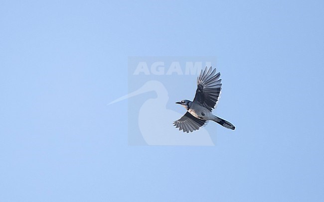 Blue Jay (Cyanocitta cristata) in flight shwoing underside on migration at Cape May, New Jersey, USA stock-image by Agami/Helge Sorensen,