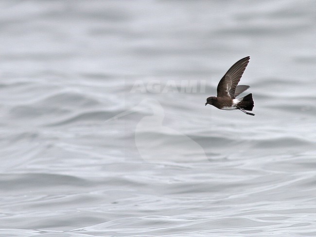 Elliot's Storm Petrel (Oceanites gracilis) in flight over the pacific ocean near Lima, Peru. Poorly known; only one nest has ever been found. stock-image by Agami/Pete Morris,