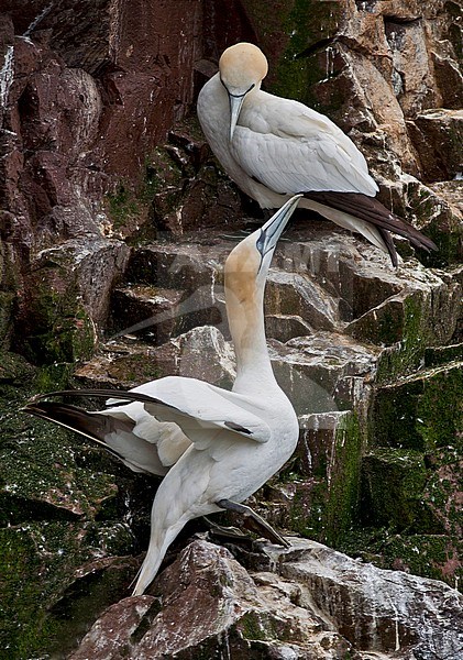 Northern Gannet (Sula bassana) at breeding site in Great Britain. stock-image by Agami/Alain Ghignone,