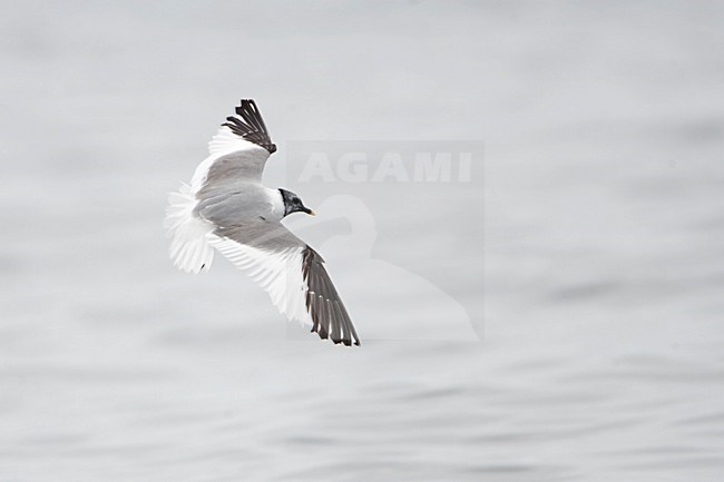 Volwassen Vorkstaartmeeuw; Adult abine\'s Gull stock-image by Agami/Martijn Verdoes,