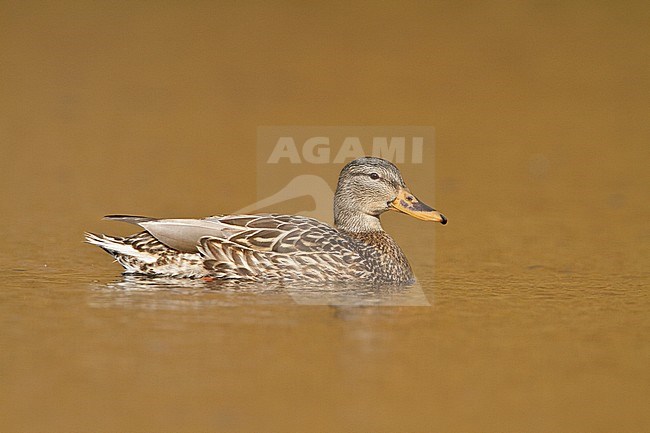 Mallard (Anas platyrhynchos) swimming on a pond near Victoria, BC, Canada. stock-image by Agami/Glenn Bartley,