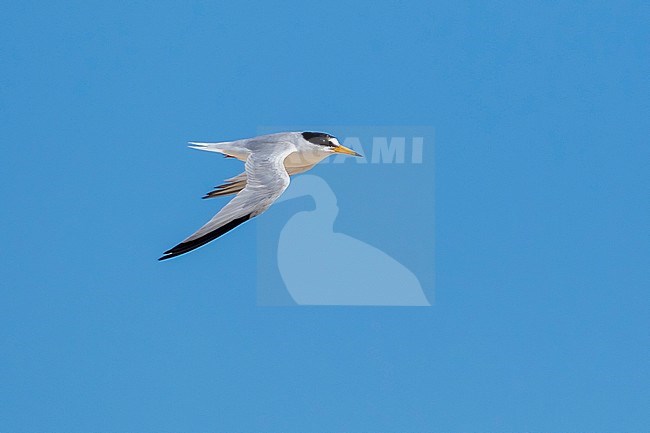 Adult Saunders's Tern Flying from sea to nest. Near Ras Sudr, the only colony for WP. stock-image by Agami/Vincent Legrand,