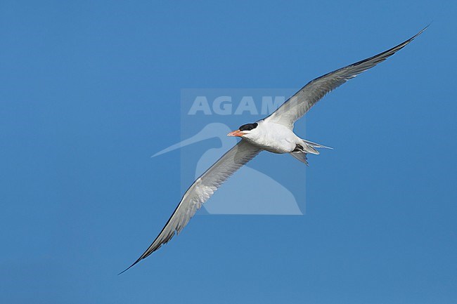 Adult American Royal Tern (Thalasseus maximus) in breeding plumage in flight against a blue sky in Galveston County, Texas, USA. stock-image by Agami/Brian E Small,