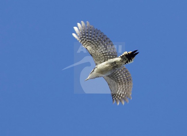 Drieteenspecht in vlucht; Three-toed Woodpecker (Picoides tridactylus) in flight stock-image by Agami/Tomi Muukkonen,