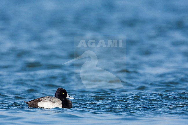 Lesser Scaup, Kleine Topper, Aythya affinis, France, adult male stock-image by Agami/Ralph Martin,