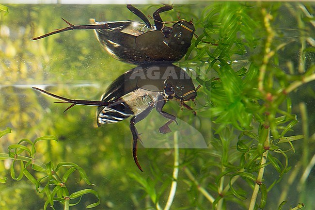 Grote spinnende watertor, (Hydrous piceus) stock-image by Agami/Theo Douma,