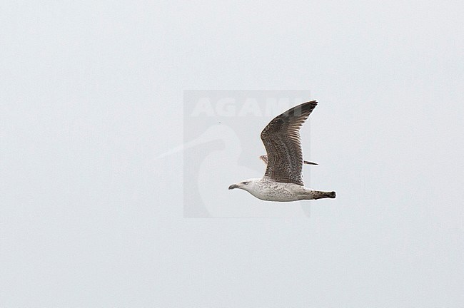 First summer Greater Black-backed Gull (Larus marinus) showing underwing in The Netherlands stock-image by Agami/Edwin Winkel,