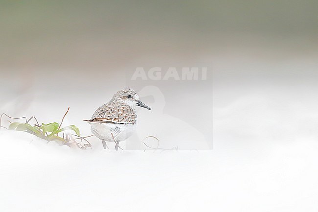 Red-necked Stint (Calidris ruficollis), standing on beach stock-image by Agami/Georgina Steytler,