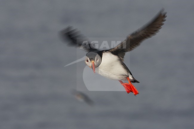 Papegaaiduiker vliegend; Atlantic Puffin flying stock-image by Agami/Jari Peltomäki,
