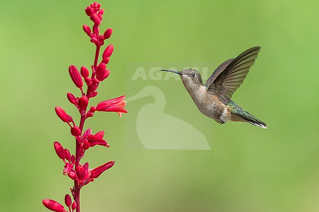 Adult female
Galveston Co., TX
April 2023 stock-image by Agami/Brian E Small,