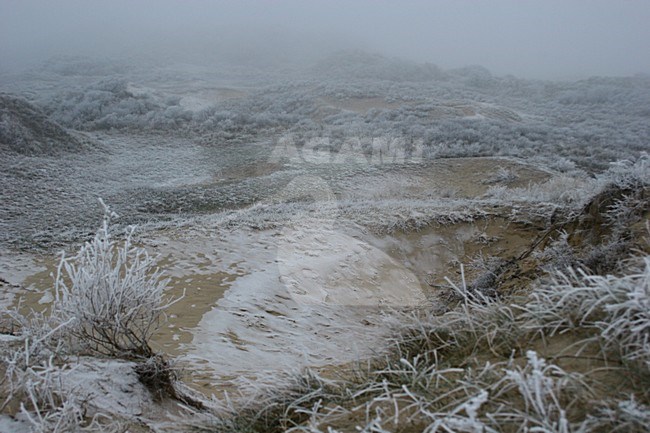 Winters duinlandschap in Berkheide; Berkheide in winter stock-image by Agami/Menno van Duijn,