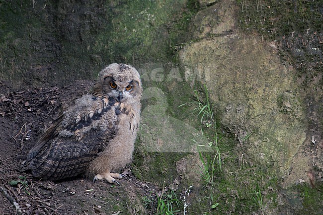 Jonge Oehoe bij nest, Young Eurasian Eagle-Owl at nest stock-image by Agami/Han Bouwmeester,