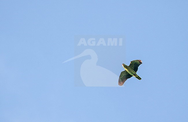 Lilac-crowned Amazon (Amazona finschi) in Mexico. Flying overhead. stock-image by Agami/Pete Morris,