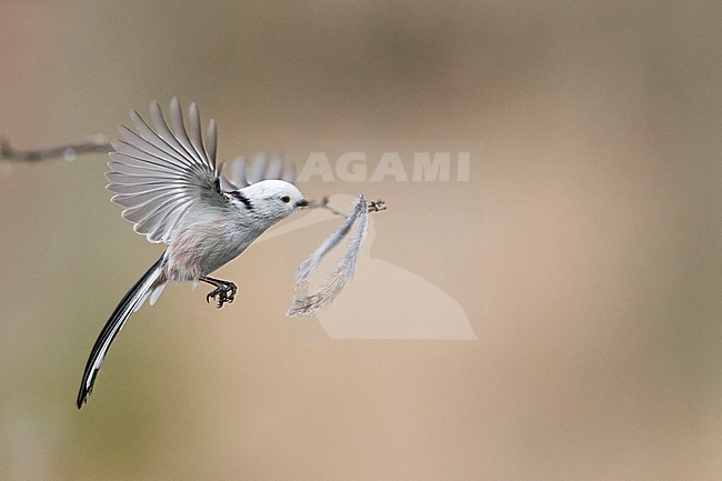Northern Long-tailed Tit (Aegithalos caudatus caudatus) in flight in Finland. Hovering in mid air to pluck a feather for it’s nest. stock-image by Agami/Arto Juvonen,