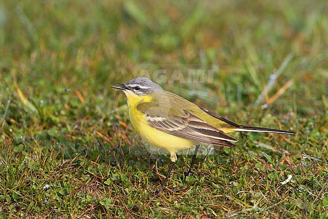 Volwassen mannetje Gele Kwikstaart, Adult male Western Yellow Wagtail stock-image by Agami/Karel Mauer,
