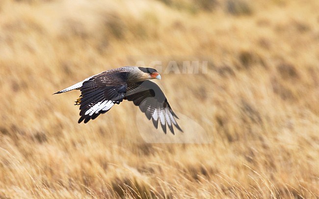 Southern Caracara, Kuifcaracara, Caracara plancus stock-image by Agami/Marc Guyt,