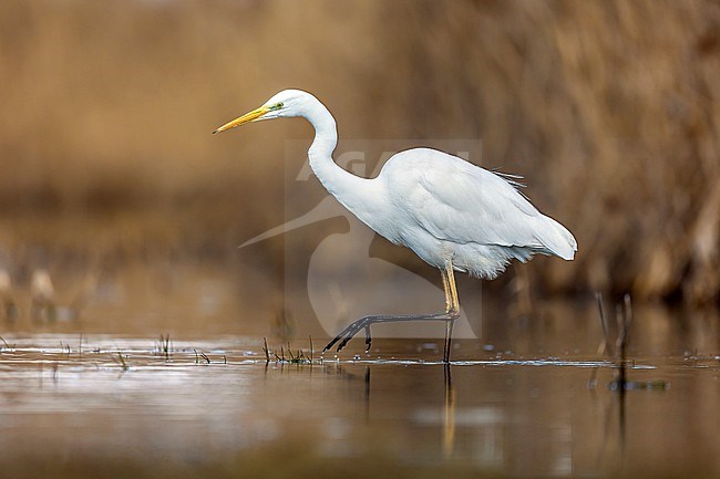 European Great White Egret (Casmerodius albus albus) walking on a pool near Florence, Tuscany, Italy. stock-image by Agami/Vincent Legrand,