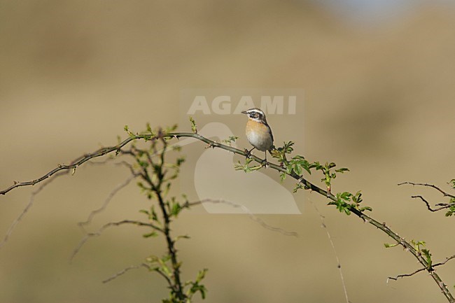 Mannetje Paapje; Male Winchat stock-image by Agami/Arie Ouwerkerk,