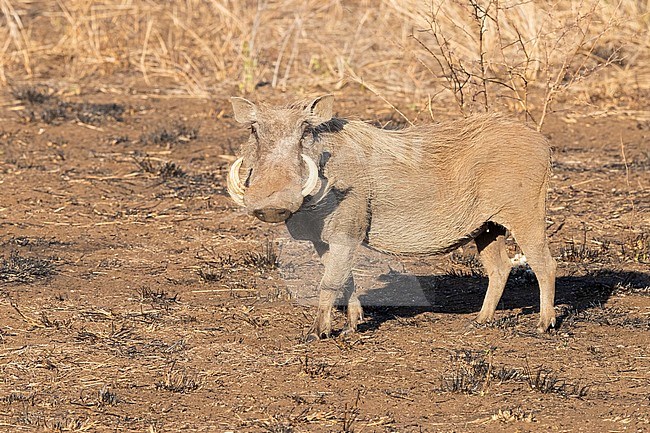 Southern Warthog (Phacochoerus africanus sundevallii), side view of an adult standing on the ground, Mpumalanga, South Africa stock-image by Agami/Saverio Gatto,