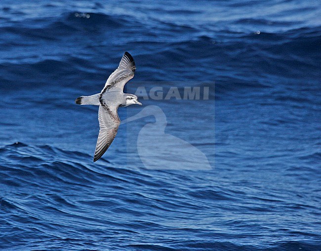 Antarctische Prion (Pachyptila desolata) flying over the sea near Antarctica. stock-image by Agami/Pete Morris,