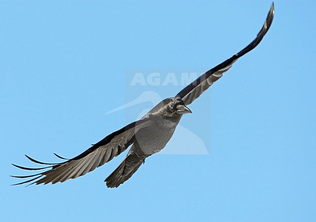 Raaf vliegend; Common Raven flying stock-image by Agami/Markus Varesvuo,