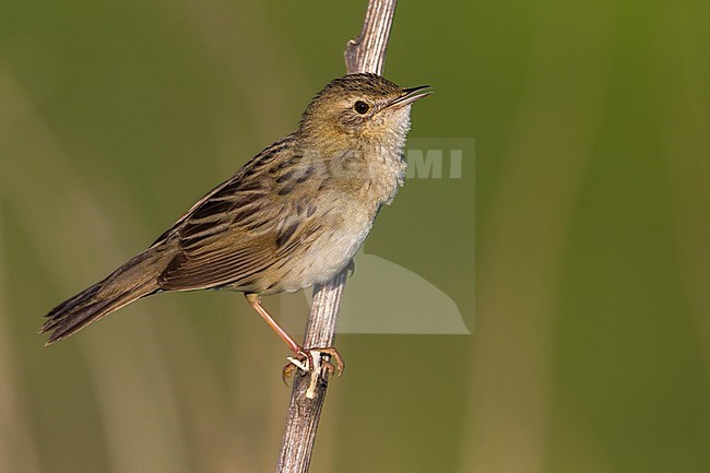 Sprinkhaanzanger; Grasshopper Warbler; Locustella naevia straminea stock-image by Agami/Daniele Occhiato,