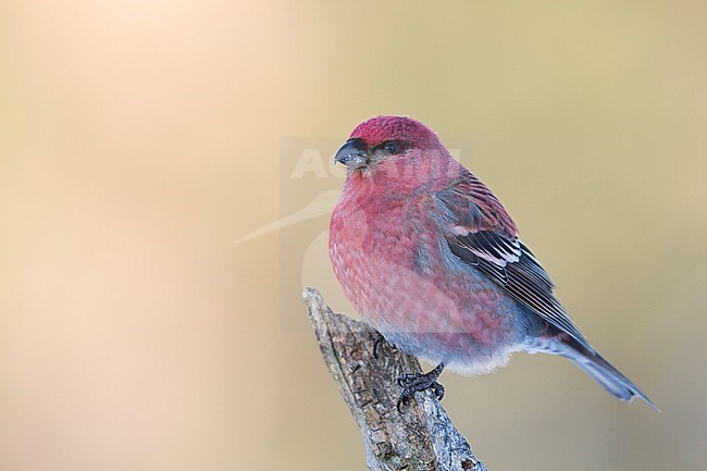 Pine Grosbeak - Hakengimpel - Pinicola enucleator, Finland, adult male stock-image by Agami/Ralph Martin,