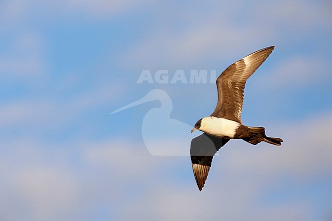 Vliegende Middelste Jager; Flying Pomarine Skua stock-image by Agami/Chris van Rijswijk,