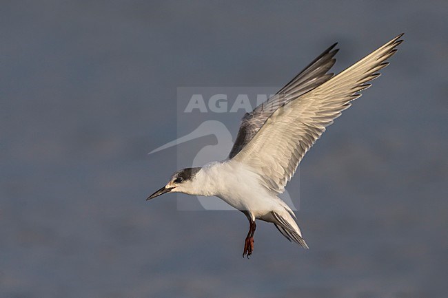 Onvolwassen Visdief in vlucht; Common Tern immature in flight stock-image by Agami/Daniele Occhiato,
