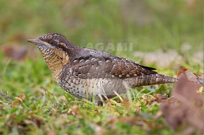 Draaihals foeragerend op de grond; Wryneck foraging on the ground stock-image by Agami/Daniele Occhiato,