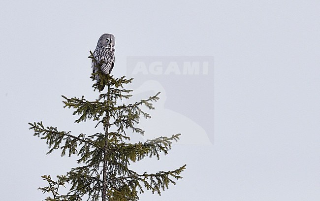 Great Grey Owl (Strix nebulosa) during a cold winter in a taiga forest in northern Finland. stock-image by Agami/Markus Varesvuo,