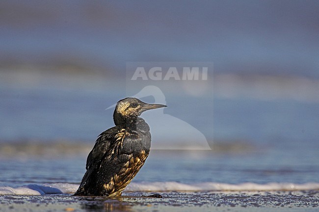 Zeekoet met olie op het strand; Common Murre with oil on the beach stock-image by Agami/Menno van Duijn,