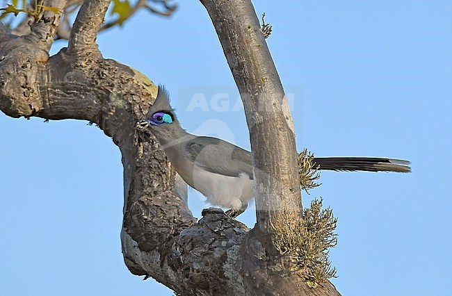 Verreaux's Coua, Coua verreauxi, perched in a tree in Madagascar. stock-image by Agami/Eduard Sangster,