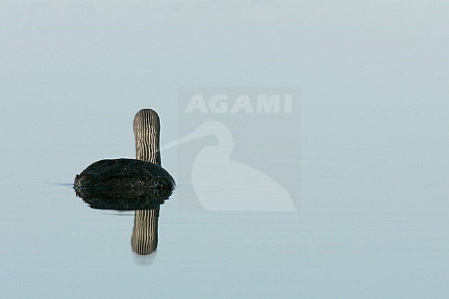 Zwemmende Roodkeelduiker rustend in spiegelbeeld; Swimming Red-throated Loon resting with reflection stock-image by Agami/Menno van Duijn,