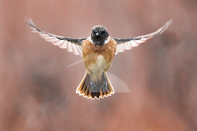 Wintering male European Stonechat (Saxicola rubicola) in low vegetation in Italy. Photographed with backlight. stock-image by Agami/Daniele Occhiato,