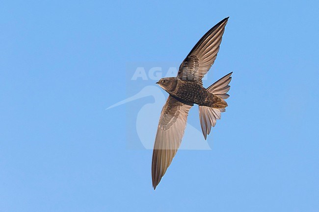 Gierzwaluw; Common Swift stock-image by Agami/Daniele Occhiato,