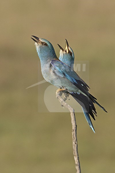 European Roller pair perched calling; Scharrelaar volwassen paar roepend op een tak stock-image by Agami/Jari Peltomäki,