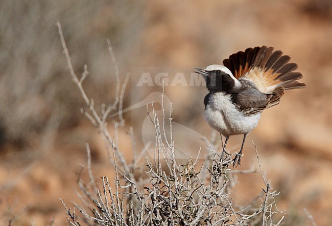 Mannetje Roodstuittapuit; Male Red-rumped Wheatear stock-image by Agami/Markus Varesvuo,