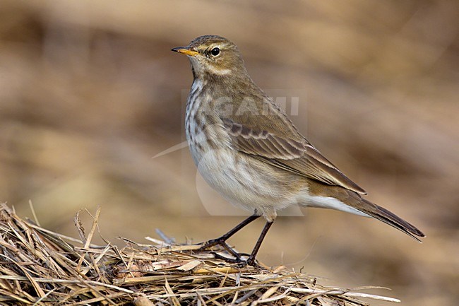 Waterpieper in winterkleed; Non breeding Water Pipit stock-image by Agami/Daniele Occhiato,